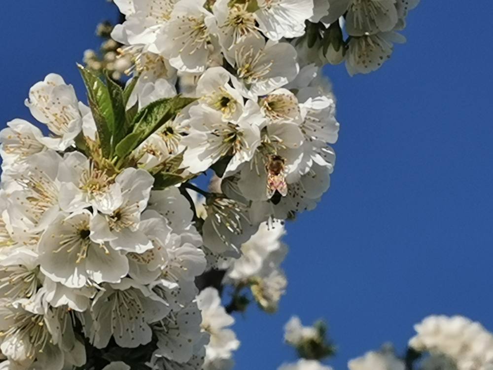 Ciliegi in fiore