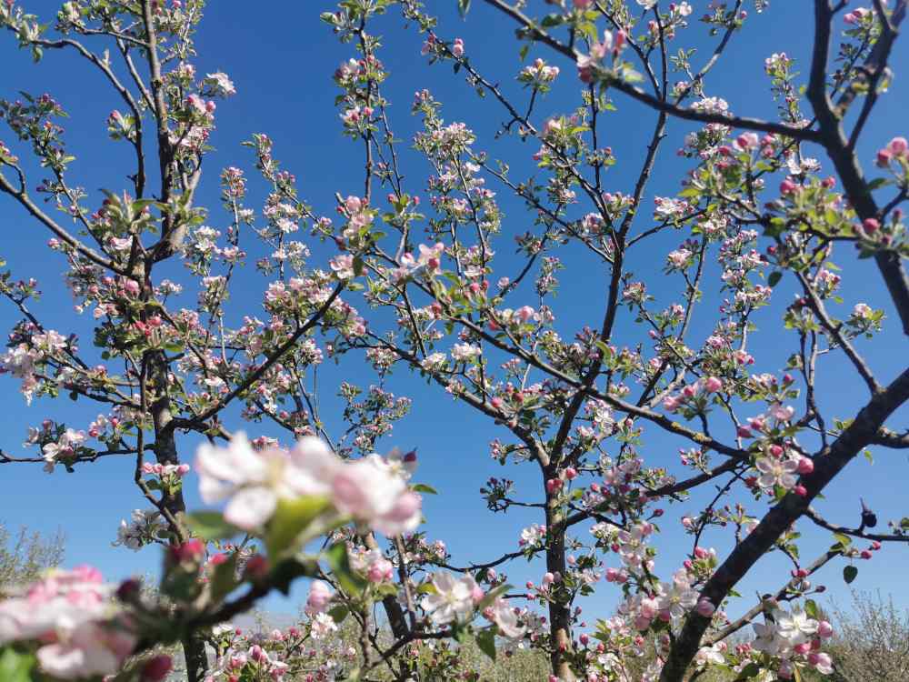 Meli in fiore alla Fattoria Dioguardi