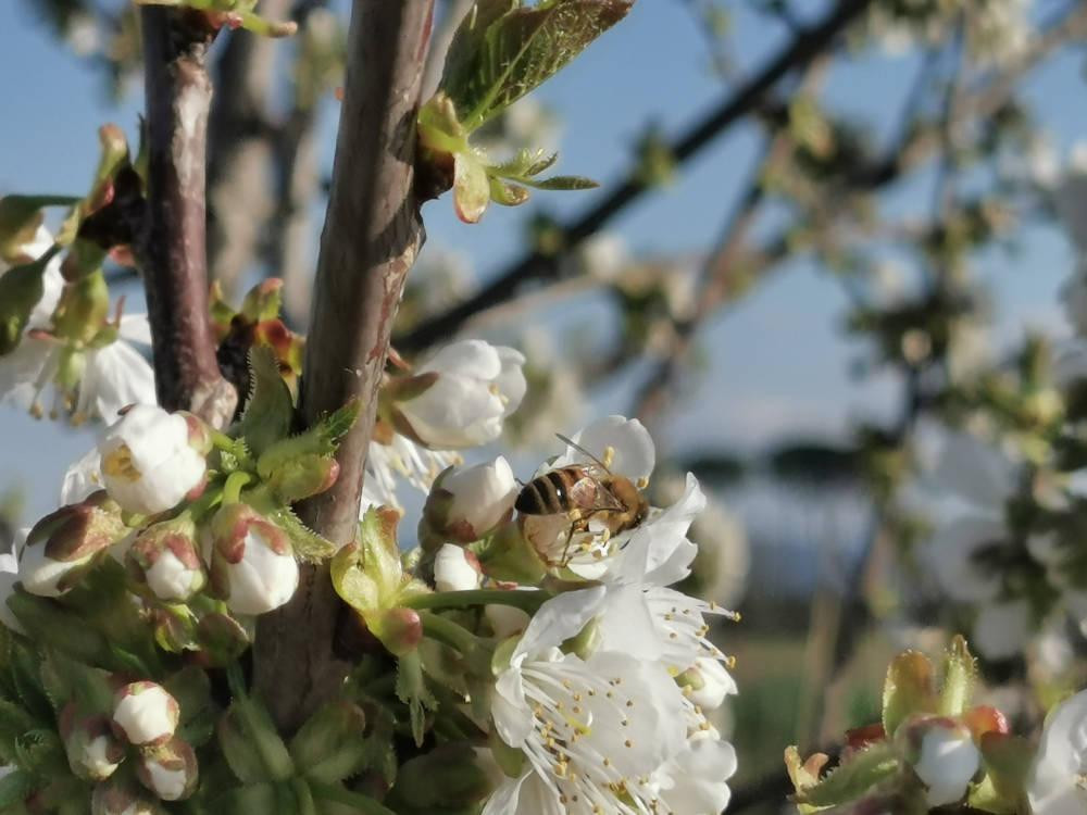 Semplicemente la Natura e il nostro lavoro si prendono cura delle nostre piante